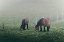 Cavalos incríveis com castanha casaco colorido de pé no fundo nebuloso da natureza — Fotografia de Stock
