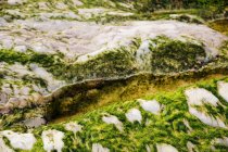 Closeup of wet algae on stone in nature — Stock Photo