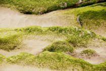 Nahaufnahme eines mit Moos bedeckten steinigen Hügels in der Natur — Stockfoto