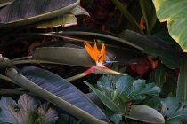 Aiuola con uccello del paradiso fiori in natura — Foto stock