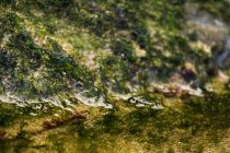 Primo piano di alghe bagnate sulla pietra in natura — Foto stock