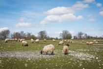 Стая горной пушистой овцы грызет траву в зеленом лугу — стоковое фото