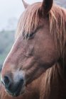 Голова удивительной лошади с шерстью орехового цвета стоит на размытом фоне природы — стоковое фото