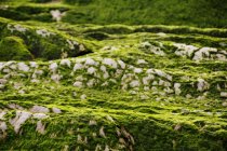 Close-up de colina pedregosa coberta com musgo na natureza — Fotografia de Stock