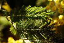 Green spruce plant growing in park — Stock Photo