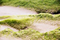 Nahaufnahme eines mit Moos bedeckten steinigen Hügels in der Natur — Stockfoto