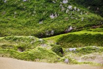 Крупный план каменистого холма, покрытого мхом в природе — стоковое фото