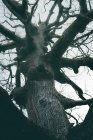 Огромное древнее дерево, покрытое мхом в парке на фоне облачного неба — стоковое фото