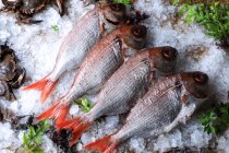 Big fish with red tail on ice cubes — Stock Photo