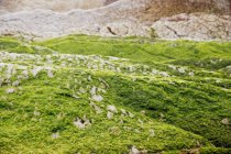 Primer plano de la colina pedregosa cubierta de musgo en la naturaleza - foto de stock