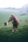 Erstaunliche Pferde mit kastanienfarbenem Fell stehen auf nebligem Hintergrund der Natur — Stockfoto