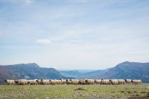 Bloque de ovejas floridas de montaña que pastan y comen hierba en pradera verde. - foto de stock