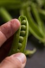 Closeup of human hand opening fresh pea pod — Stock Photo