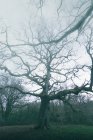Riesiger alter Baum mit Moos bedeckt im Park vor wolkenverhangenem Himmel — Stockfoto