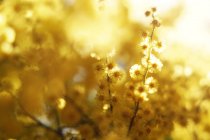 Крупним планом ніжні золоті гілки в сонячний день — стокове фото