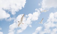 Gaviotas volando contra el cielo azul nublado - foto de stock