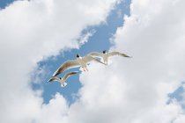 Gaviotas volando contra el cielo azul nublado - foto de stock