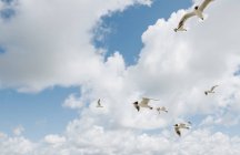Чайки летят против облачного голубого неба — стоковое фото
