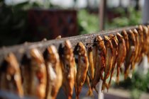 Різні смачні копчені риби, прикріплені до дерев'яної смуги з цвяхами в сонячний день — стокове фото