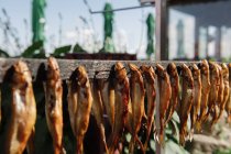 Vari deliziosi pesci affumicati attaccati alla striscia di legno con chiodi nella giornata di sole — Foto stock