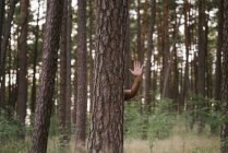 Abgeschnittenes Bild eines Mannes, der sich hinter einer Kiefer versteckt und im Wald mit bloßen Händen winkt — Stockfoto