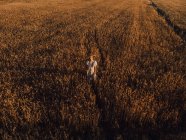 Femme en grand chapeau rond au milieu du champ de blé — Photo de stock