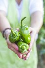 Jardineiro em avental mostrando pimentas verdes na câmera — Fotografia de Stock