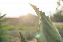 Вирощування зеленого агави на фермі на сонячному світлі — стокове фото
