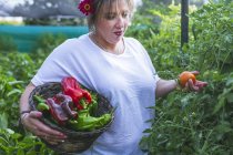 Jardinier en tablier cueillant des légumes dans des buissons en panier — Photo de stock