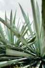 Crescente agave verde chiodato foglie alla luce del giorno — Foto stock
