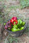 Pimentas verdes e vermelhas no cesto no jardim — Fotografia de Stock