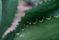 Close-up of growing bright agave leaves with thorns in daylight — Stock Photo