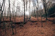 Ruhiger Herbstwald mit gelben Blättern auf dem Boden und kahlen Bäumen — Stockfoto