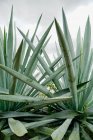 Growing spiky green agave leaves in daylight — Stock Photo