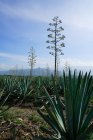 Bunch of growing green agave with tall flowers in daylight — Stock Photo