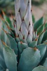 Close-up of succulent sprout fragment on blurred background — Stock Photo