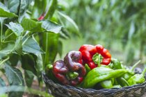 Ripe fleshy red and green homegrown peppers in wicker basket nearby green bushes in garden — Stock Photo