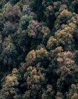 Vista aerea di boschetto di spessore soffice verde coronato alberi — Foto stock