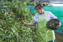 Gardener in apron harvesting vegetables from bushes in basket - foto de stock