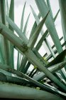 Crescente agave verde chiodato foglie alla luce del giorno — Foto stock