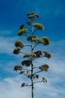 Tall green stern of agave plant over blue cloudy sky — Stock Photo
