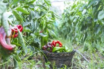 Green and red peppers in basket in garden — Stock Photo