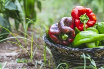 Grüne und rote Paprika im Korb im Garten — Stockfoto