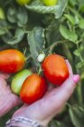 From above crop gardener holding bunch of ripening tomatoes in hands showing at camera — Stock Photo