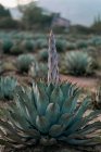 Succulent sprout fragment on blurred background of farmland — Stock Photo