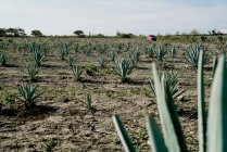 Зеленое поле агавы в сухой сельской местности при дневном свете — стоковое фото