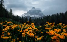Flores brillantes en el exuberante prado rodeado de densos bosques oscuros y montañas nevadas en la niebla nublada en Dolomitas, Italia - foto de stock