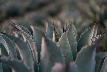 Растущие голубые листья агавы с шипами при дневном свете на размытом фоне — стоковое фото