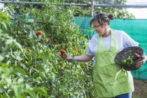 Vista lateral da mulher satisfeita em avental verde colhendo tomates de arbustos exuberantes para cesta de vime cheia de pimentas no jardim — Fotografia de Stock