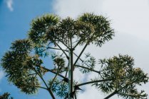 Verde poppa di pianta di agave sopra cielo nuvoloso blu — Foto stock